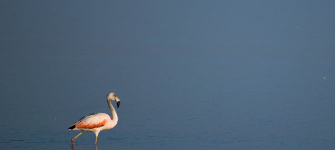 Reserva Nacional de Paracas, el paraíso de las aves