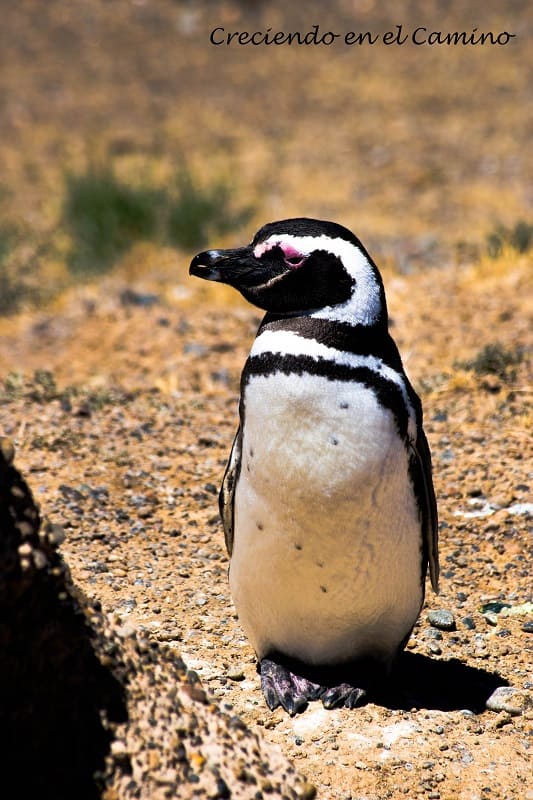 Pingüino de magallanes peninsula de valdes
